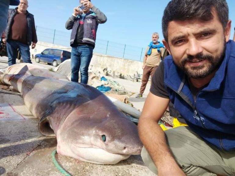 Teknesine çekemediği 4 metrelik köpek balığını, yüzdürerek iskeleye getirdi