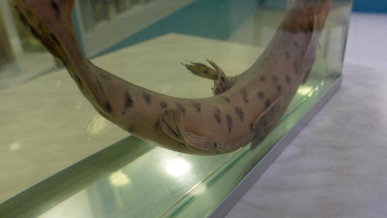 RTEÜlü bilim insanları, dünyanın en nadir canlılarından leopar sazanını arıyor