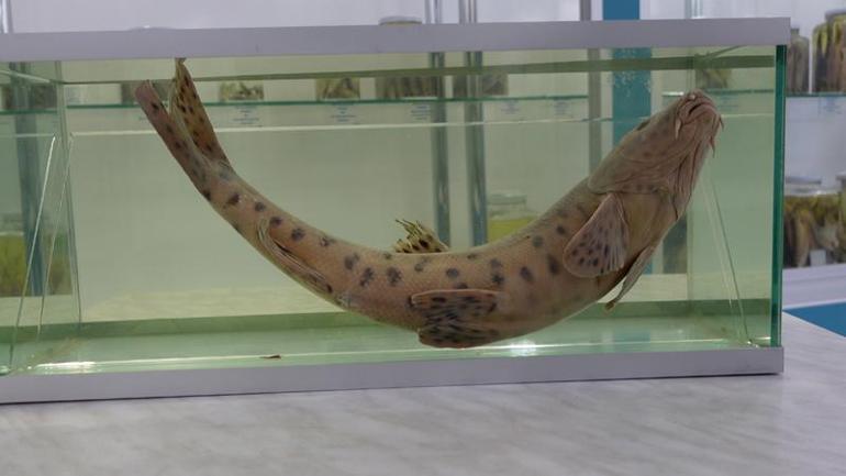 RTEÜlü bilim insanları, dünyanın en nadir canlılarından leopar sazanını arıyor