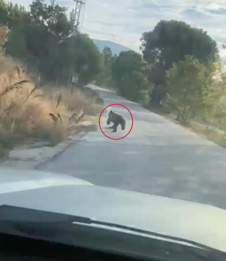 Otomobilin önüne çıkan yavru ayı kamerada