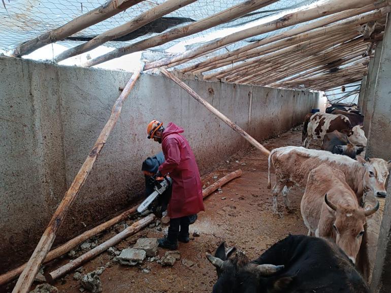 Vanda çıkan hortumda 22 büyükbaş öldü