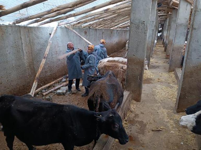 Vanda çıkan hortumda 22 büyükbaş öldü