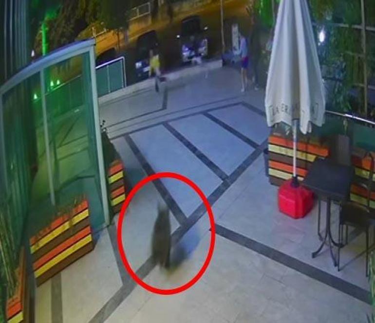Karabükte yavru ayı iş merkezine girip, sokaklarda koştu; görenler kaçtı