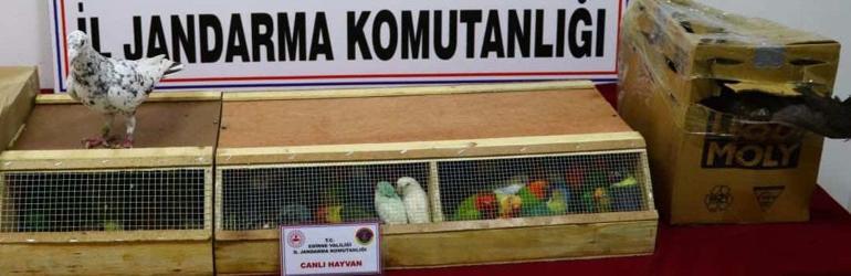 Edirnede durdurulan otobüste kaçak hayvanlar ele geçirildi