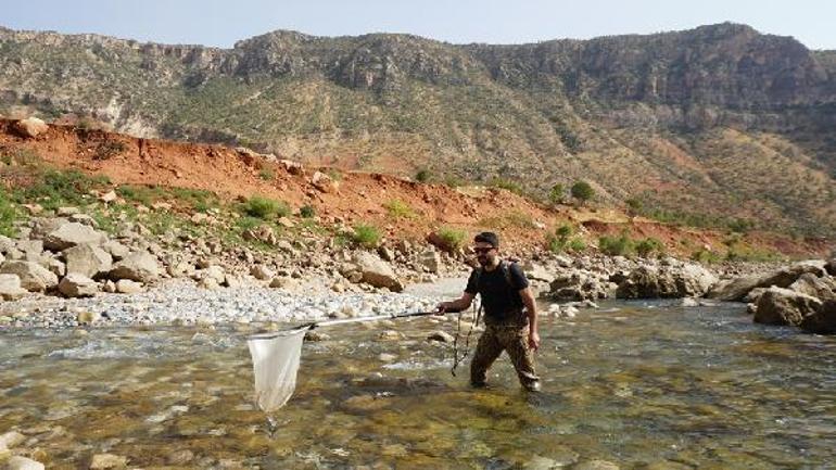 En son 11 yıl önce balıkçı tezgahında görülmüştü; leopar sazanı bulmak için Siirt’e geldiler