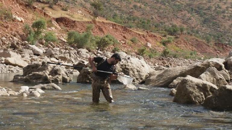 En son 11 yıl önce balıkçı tezgahında görülmüştü; leopar sazanı bulmak için Siirt’e geldiler