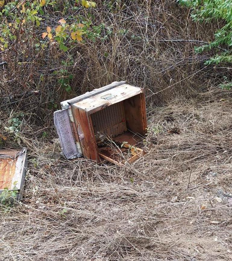 Çankırıda köye inen ayı, arı kovanlarını parçaladı