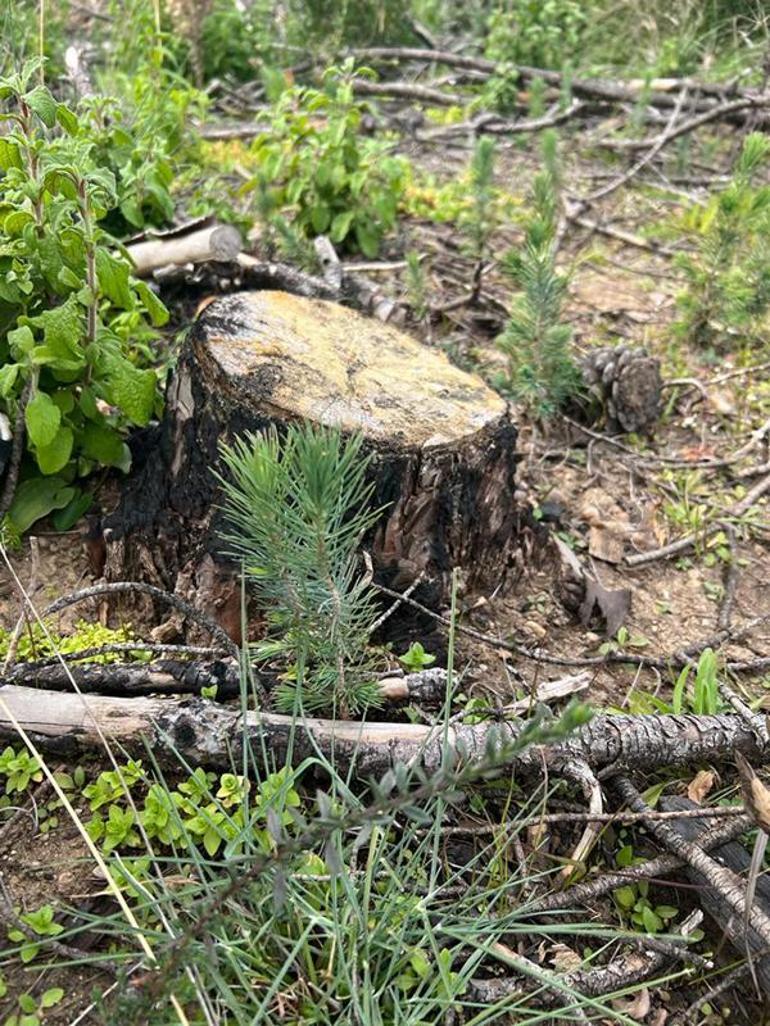 Prof. Dr. Neyişçi: 15 yıl sonra yeniden yanacak ormanlar kuruyoruz