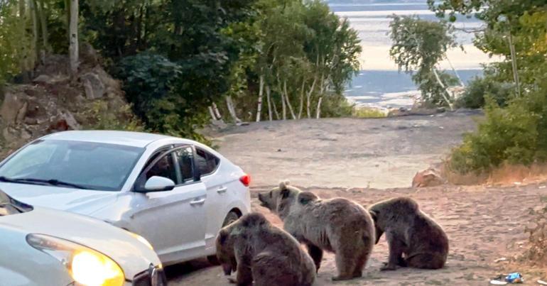 Nemrut’ta yola çıkan bozayılar, araçlardakilerden yiyecek bekliyor; uzman uyardı