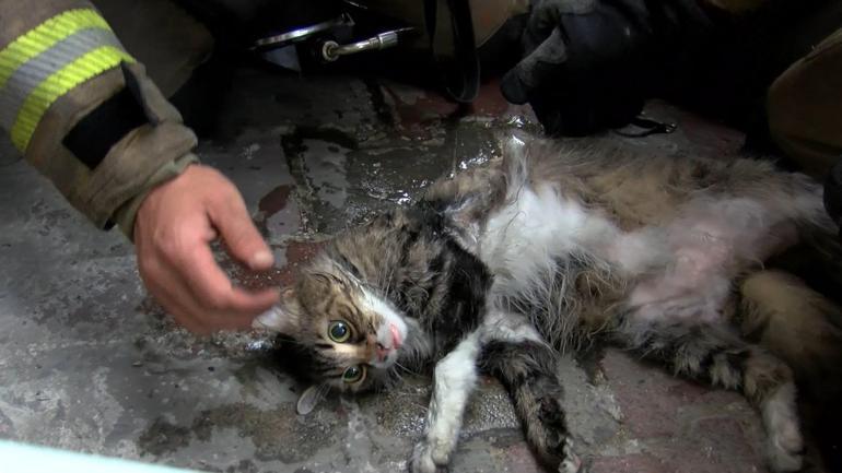 Şişlide yangında dumandan etkilenen kedi kalp masajıyla kurtarıldı