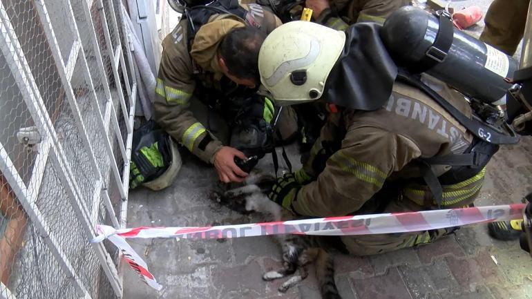 Şişlide yangında dumandan etkilenen kedi kalp masajıyla kurtarıldı