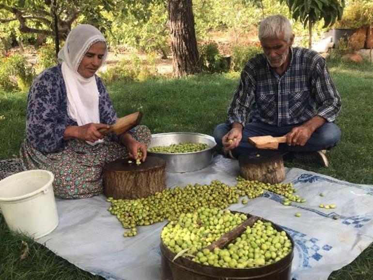 Mardin’de zeytin hasadı Dünyanın en uzun adamı Sultan Kösenin de katılımıyla başladı