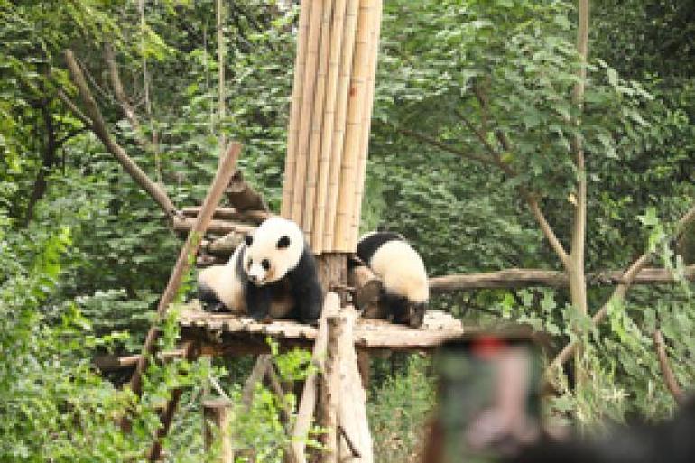 Pandaların hayata tutunduğu park