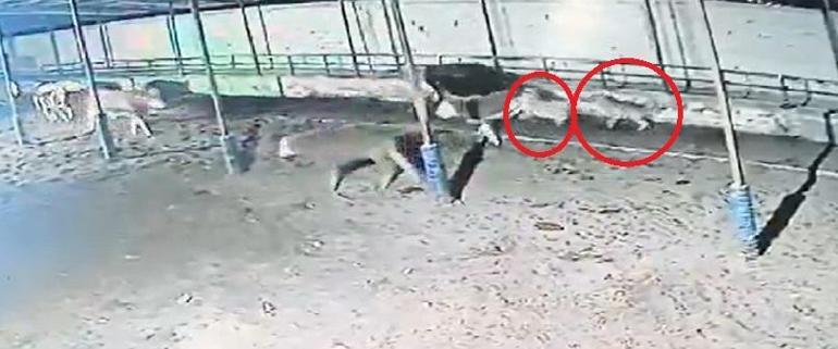 Çiftliğe giren kurt sürüsü, büyükbaşlara saldırdı; o anlar kamerada
