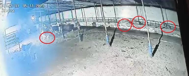 Çiftliğe giren kurt sürüsü, büyükbaşlara saldırdı; o anlar kamerada