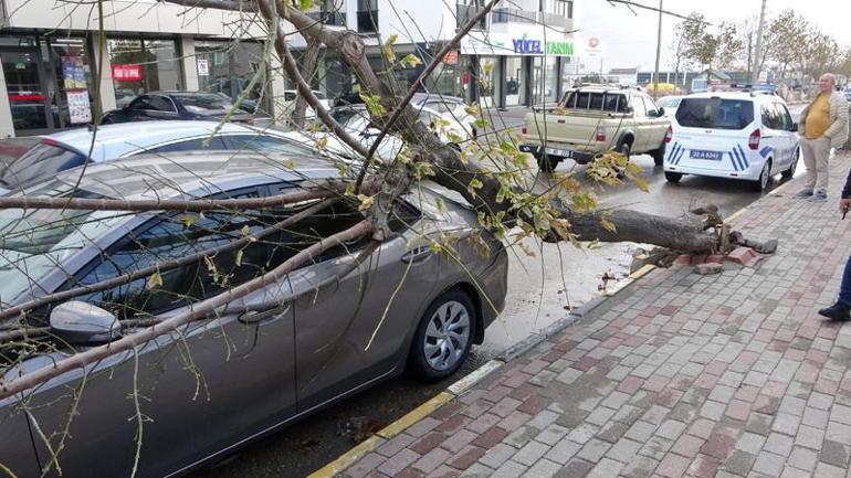 Edirne’de lodosun devirdiği ağaç otomobile hasar verdi