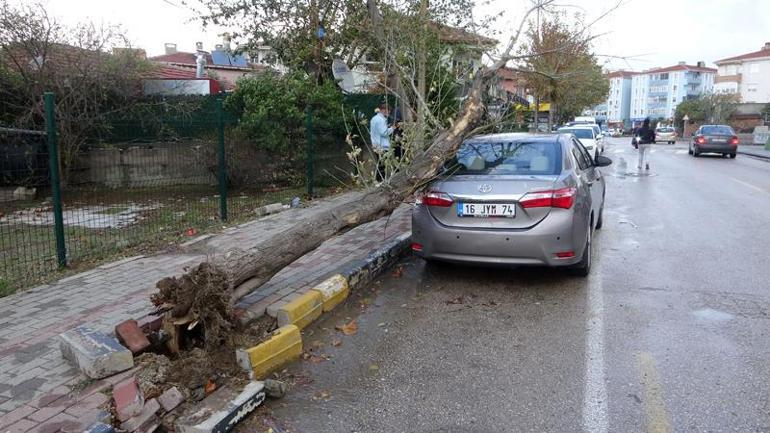 Edirne’de lodosun devirdiği ağaç otomobile hasar verdi