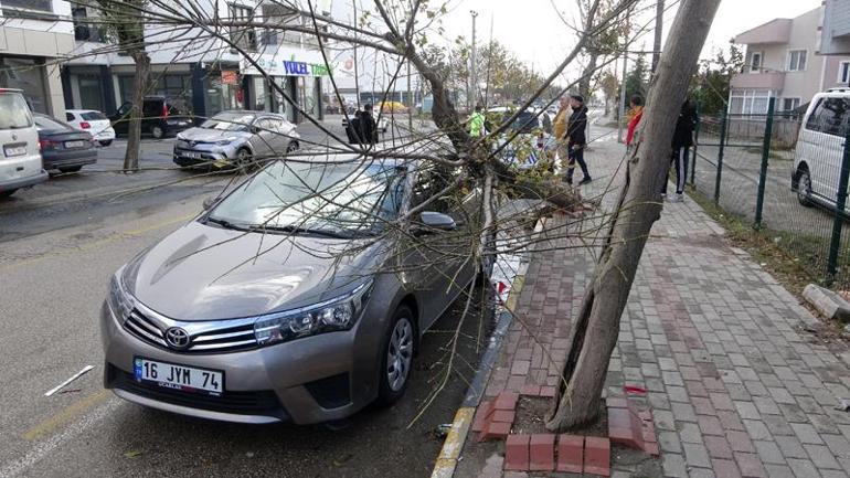 Edirne’de lodosun devirdiği ağaç otomobile hasar verdi