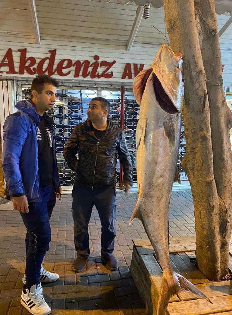 Amatör balıkçı, olta ile 41 kiloluk akya yakaladı