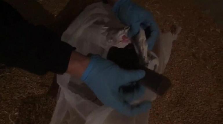 Buğdayların arasından tabanca, tüfek ve uyuşturucu çıktı