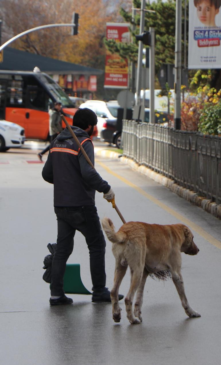 Prof. Dr. Sabuncuoğlu: Köpek görünce ağaç olacaksın düşüncesi yanlış