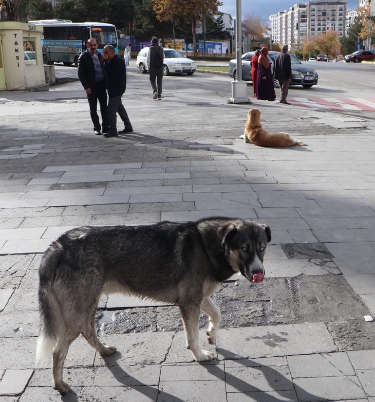 Prof. Dr. Sabuncuoğlu: Köpek görünce ağaç olacaksın düşüncesi yanlış