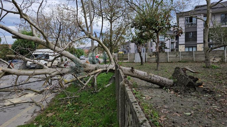 Sapanca’da şiddetli rüzgar ağaç devirdi