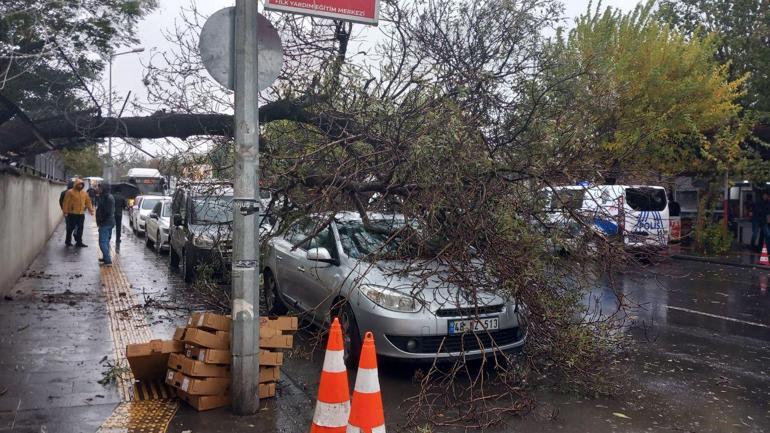 Ağaç, park halindeki otomobilin üzerine devrildi