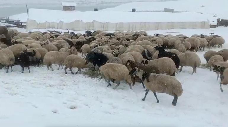 Çoban ve koyunları karda mahsur kaldı; yardıma sürü sahibi yetişti