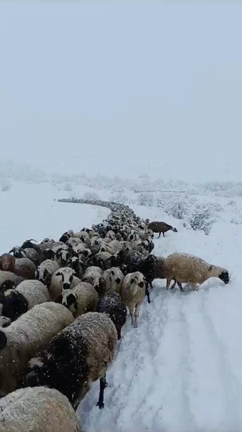 Çoban ve koyunları karda mahsur kaldı; yardıma sürü sahibi yetişti