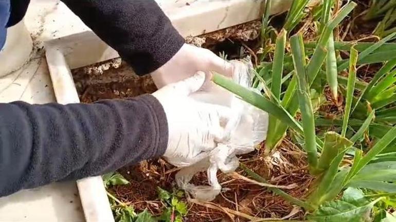 Etkin pişmanlık’ için dedesinin kabrine uyuşturucu sakladığını itiraf eden sanığa 15 yıl hapis