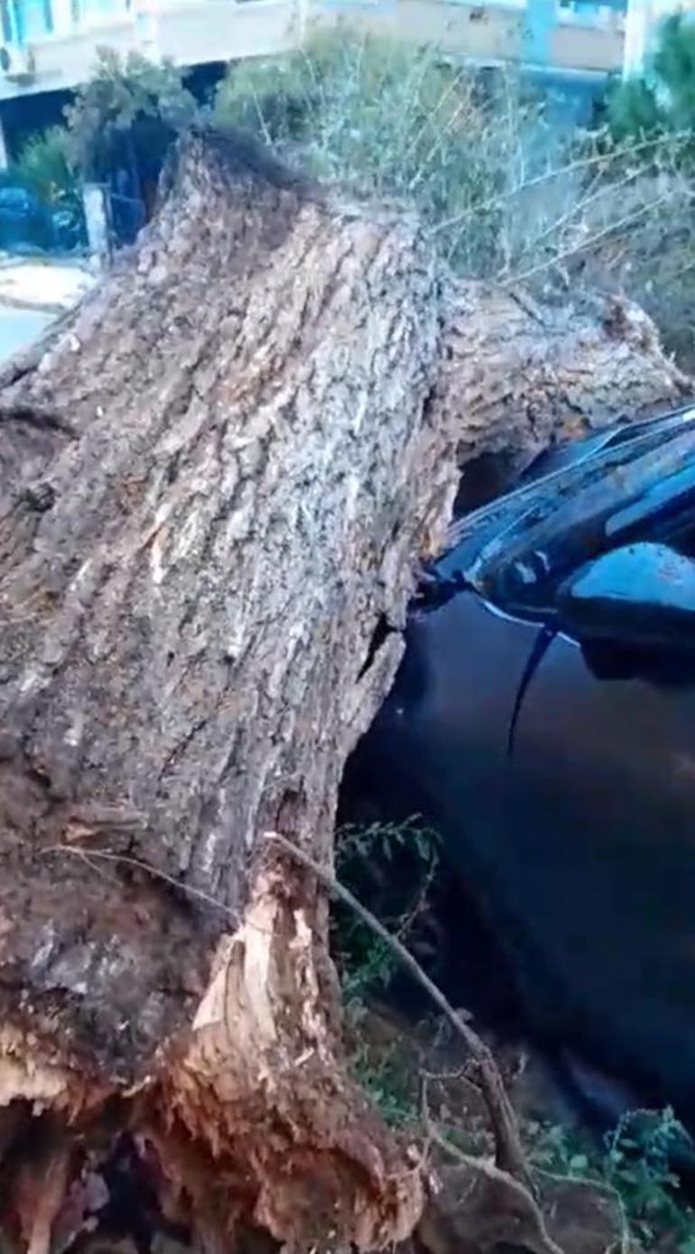 Güngörende ağaç otomobilin üzerine devrildi