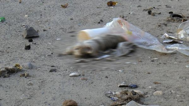 Bakırköyde dalgalara kapılan çok sayıda yavru kedi öldü