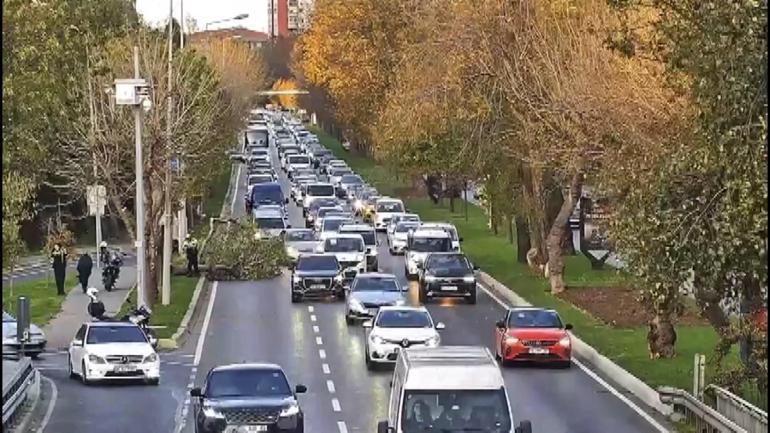 Bakırköy sahil yolunda ağaç yola devrildi