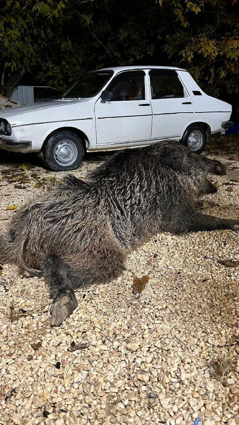 Bahçesine zarar verip, köpeğine saldırdığını söylediği 397 kiloluk domuzu öldürdü