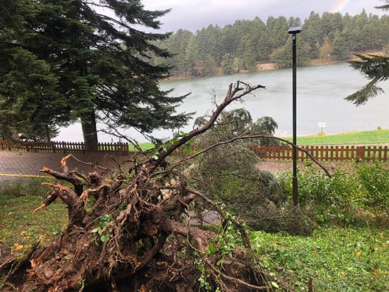 Bolu’da kuvvetli rüzgar; tabiat parkındaki ağaçlar devrildi