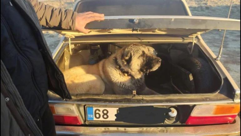 Bakan Yerlikaya: Köpek dövüştüren 37 kişi yakanlandı; 6 köpek kurtarıldı