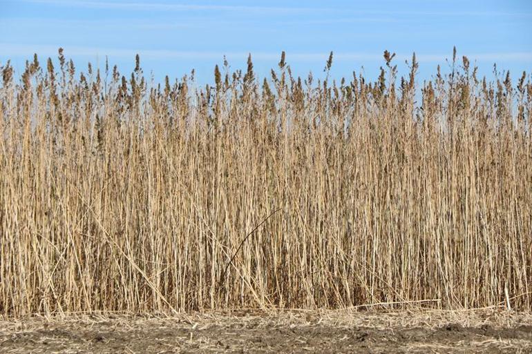 FAO Direktörü Dongyu: Gıda için yatırım yapmak, büyük kazançlar sağlayacak
