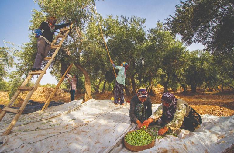 Türkiyenin geleneksel zeytin yetiştiriciliği, UNESCOya alındı