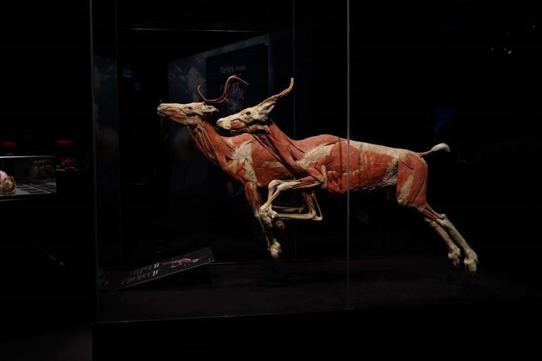 Gerçek Hayvanların Anatomi Sergisi’nin ziyaret tarihi uzatıldı