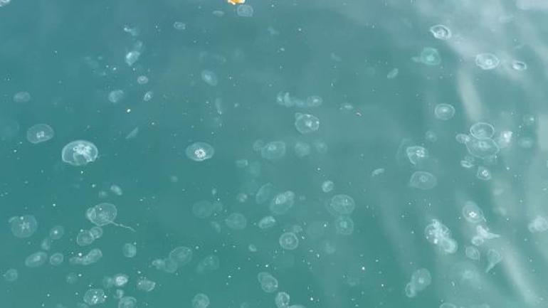 Marmara Denizinin sessiz çığlığı denizanaları; asıl stok suyun altında