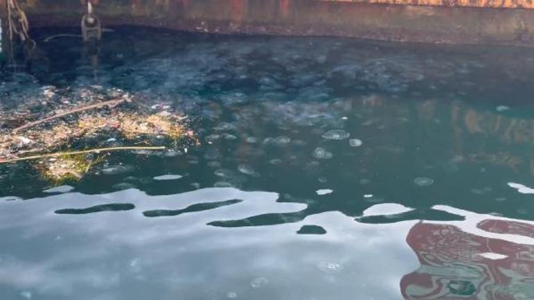 Marmara Denizinin sessiz çığlığı denizanaları; asıl stok suyun altında
