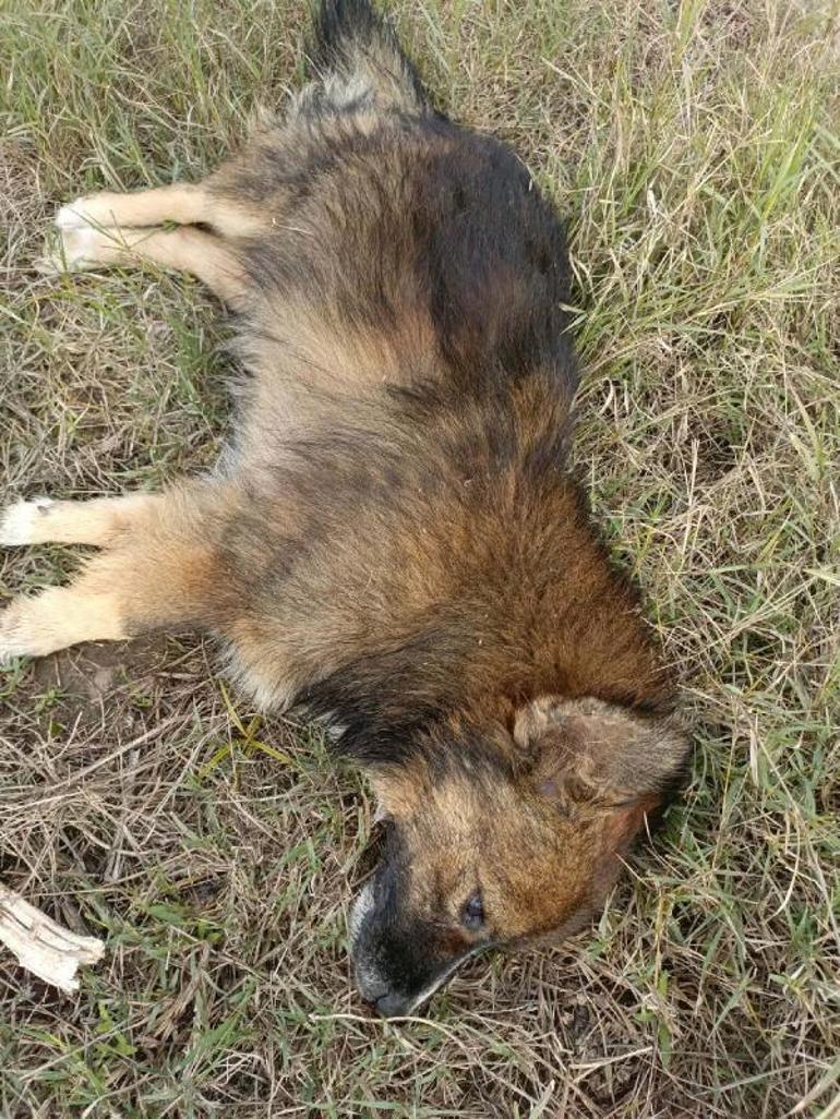 Aydında zehirlenen köpek sayısı 30a çıktı; 3 de ölü tilki bulundu