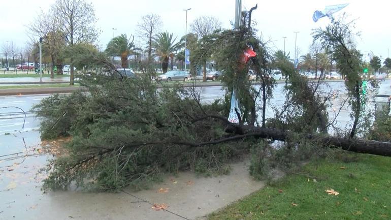 Maltepede şiddetli rüzgar nedeniyle ağaç devrildi