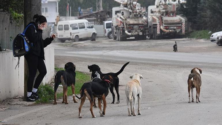 Ankara Valiliğinden belediyelere sokak hayvanları talimatı