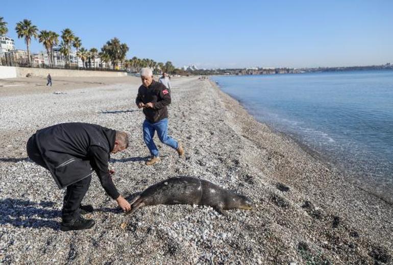 Antalyanın Konyaaltı sahili açıklarında ölü yavru Akdeniz foku bulundu