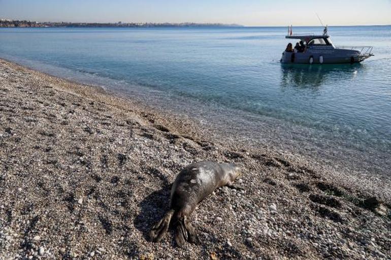 Antalyanın Konyaaltı sahili açıklarında ölü yavru Akdeniz foku bulundu