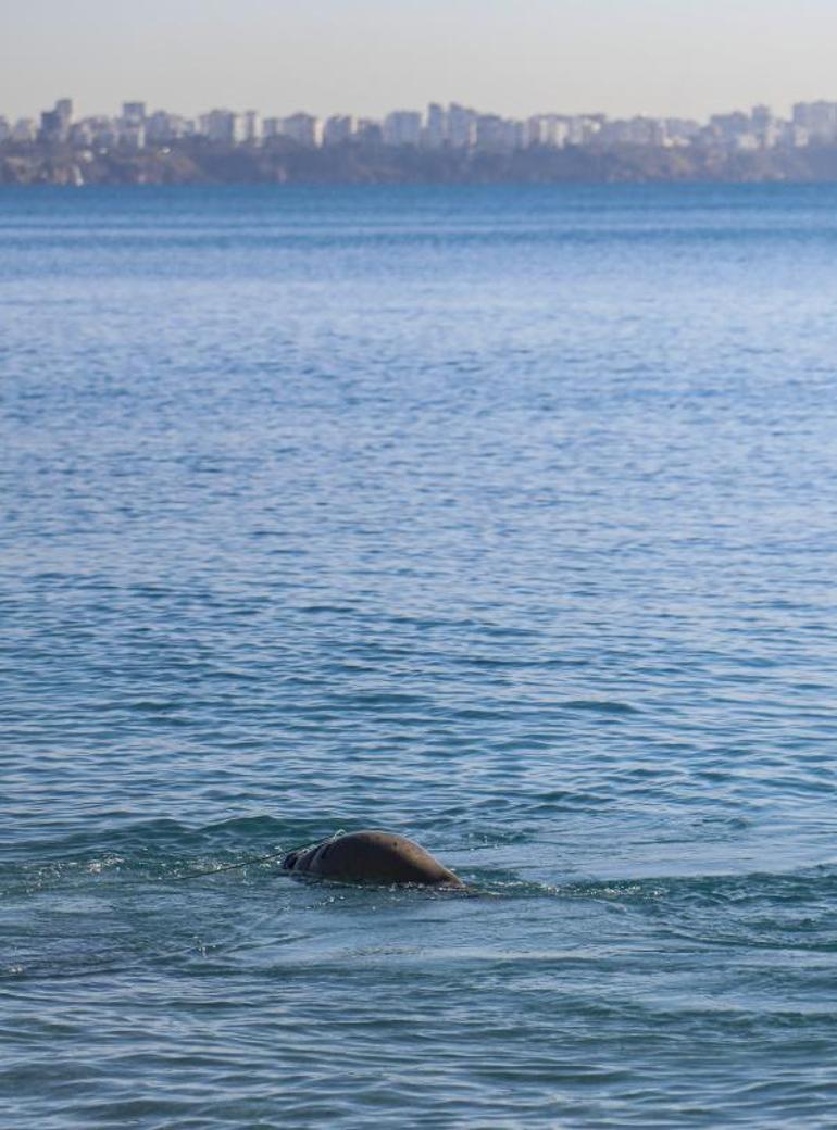 Antalyanın Konyaaltı sahili açıklarında ölü yavru Akdeniz foku bulundu