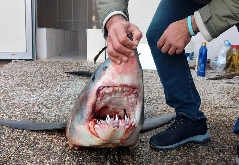 Türk kara sularında köpek balığı popülasyonu 50 yılda yüzde 90 azaldı