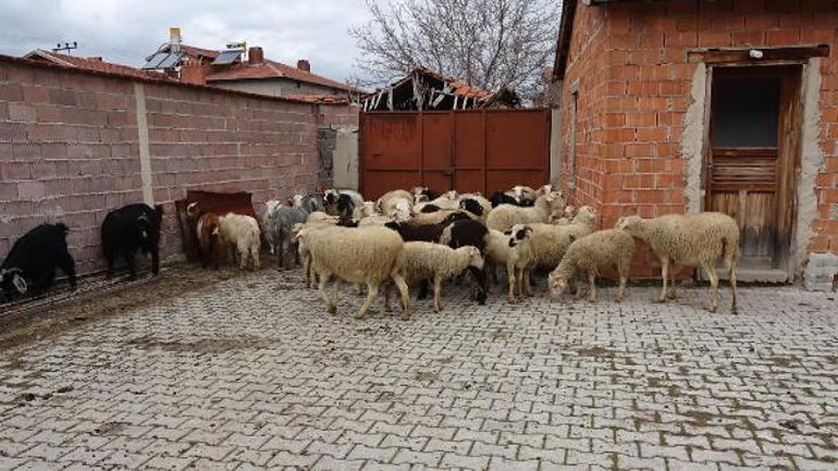 Kütahyada sokak köpekleri 22 koyunu öldürdü